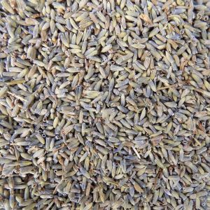 Echte Lavendel Thee Bloesem (Lavandula)